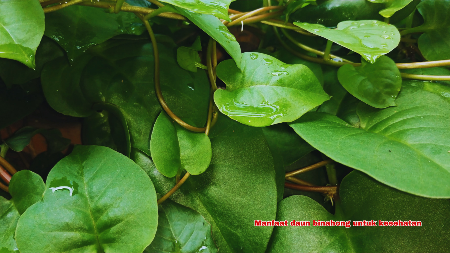 15 Manfaat Daun Binahong Untuk Kesehatan STAIDA