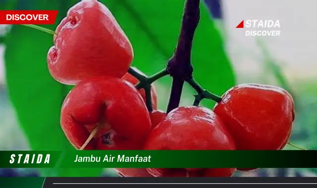 7 Manfaat Jambu Air yang Jarang Diketahui