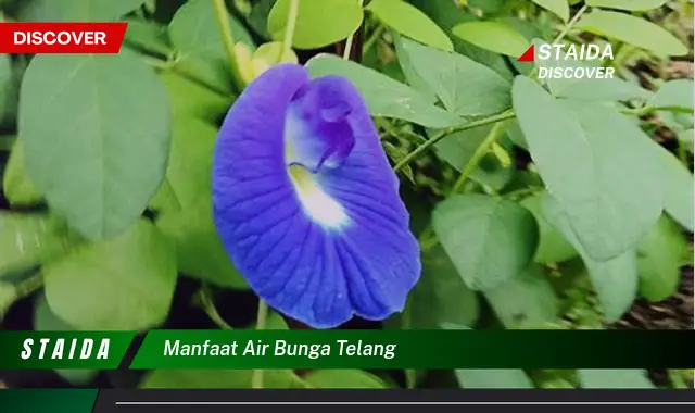 Temukan 7 Manfaat Air Bunga Telang yang Jarang Diketahui