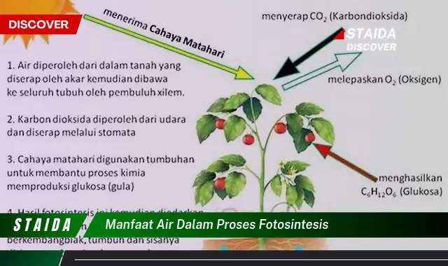 Temukan Manfaat Tersembunyi Air dalam Fotosintesis: 5 Fakta Unik!