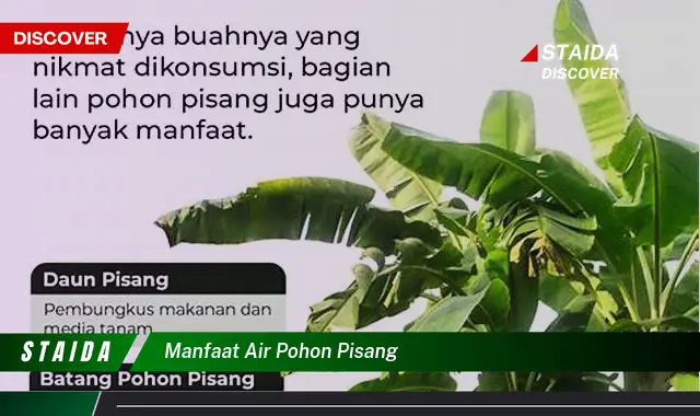 Temukan Khasiat Air Pohon Pisang yang Jarang Diketahui