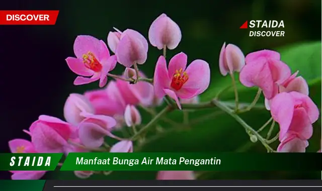 Temukan Manfaat Bunga Air Mata Pengantin yang Jarang Diketahui