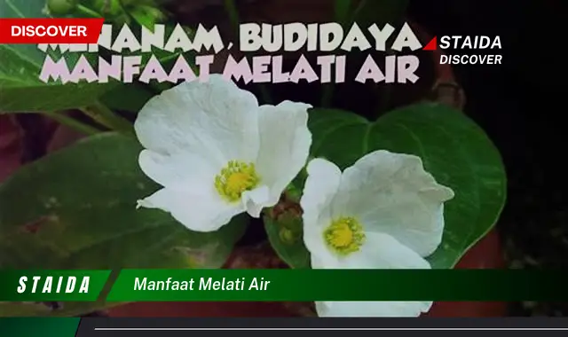 Temukan Manfaat Air Melati yang Jarang Diketahui