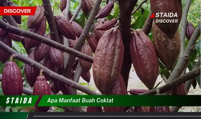 Ketahui 8 Manfaat Buah Coklat untuk Kesehatan dan Kecantikan