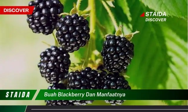 Ketahui 8 Manfaat Buah Blackberry untuk Kesehatan Anda yang Luar Biasa