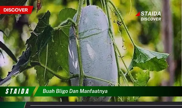 Temukan Manfaat Buah Bligo untuk Kesehatan