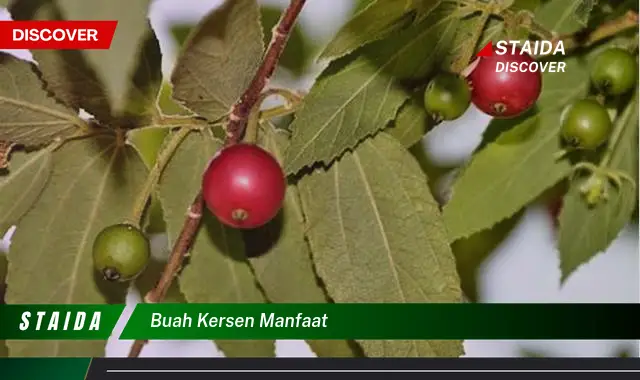 Ketahui 7 Manfaat Buah Kersen Untuk Kesehatan