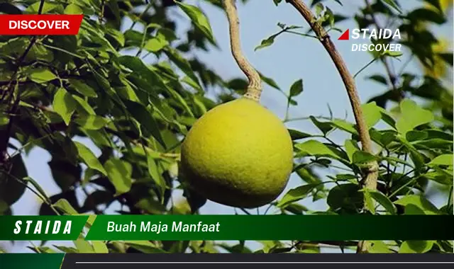 Temukan 7 Khasiat Buah Maja yang Jarang Diketahui