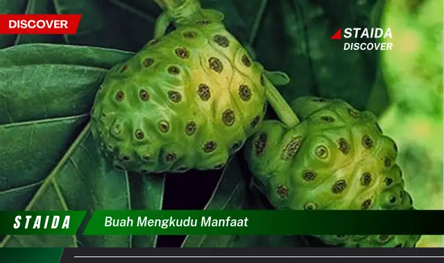 Temukan Manfaat Buah Mengkudu yang Jarang Diketahui