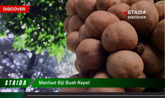 Ketahui 10 Manfaat Biji Buah Kepel untuk Kesehatan Anda