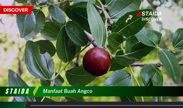 Ketahui 9 Manfaat Buah Angco untuk Kesehatan Anda