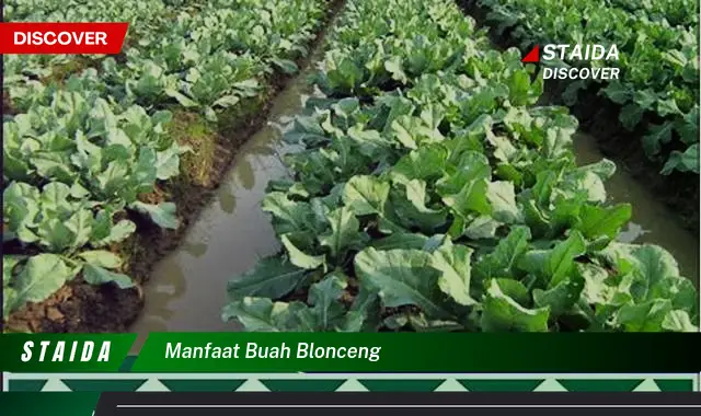 Ketahui 9 Manfaat Buah Blonceng untuk Kesehatan Tubuh Anda