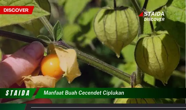 Temukan Manfaat Buah Cecendet Ciplukan yang Jarang Diketahui