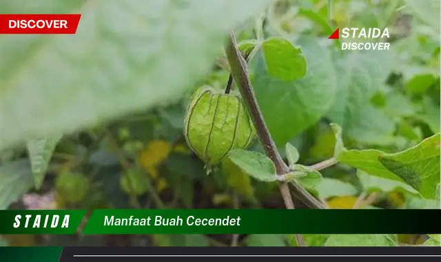 Temukan Manfaat Buah Cecendet untuk Kesehatan yang Jarang Diketahui