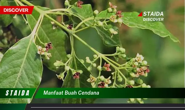 Ketahui 9 Manfaat Buah Cendana untuk Kesehatan Tubuh Anda