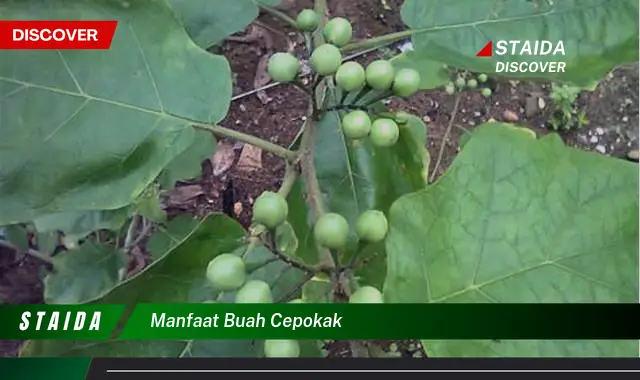 Temukan Manfaat Buah Cepokak yang Jarang Diketahui