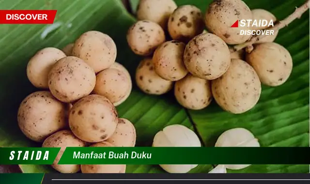 Temukan 9 Manfaat Buah Duku untuk Kesehatan Anda