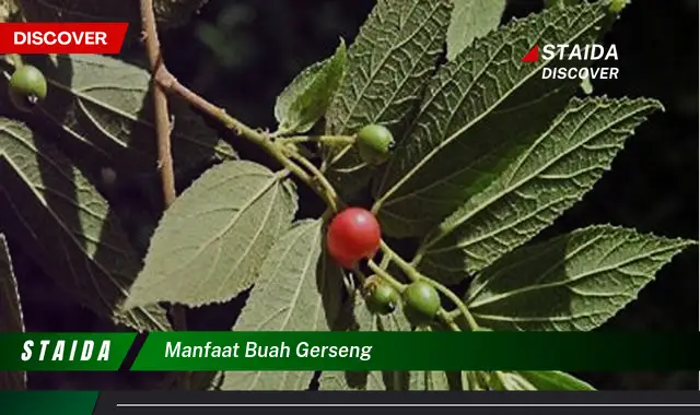 Ketahui 5 Manfaat Buah Gerseng Untuk Kesehatan