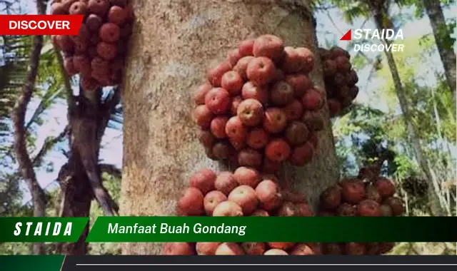 Temukan 7 Khasiat Buah Gondang yang Jarang Diketahui untuk Kesehatan Anda