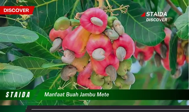 Temukan 7 Manfaat Buah Jambu Mete yang Jarang Diketahui