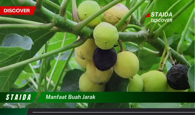 Temukan 7 Manfaat Buah Jarak yang Jarang Diketahui