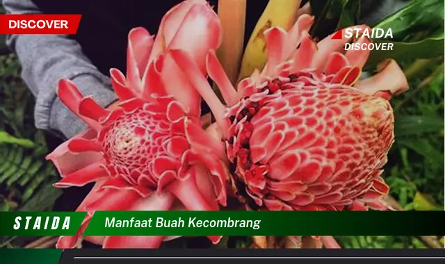 Temukan 7 Manfaat Buah Kecombrang yang Jarang Diketahui