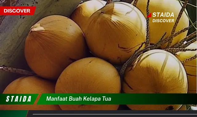 Ketahui 8 Manfaat Buah Kelapa Tua untuk Kesehatan Tubuh Anda