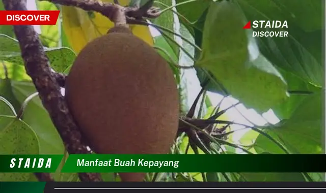 Temukan Manfaat Buah Kepayang yang Jarang Diketahui