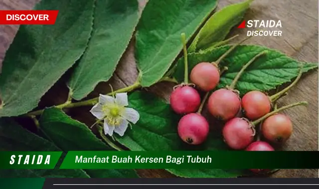 Ketahui 9 Manfaat Buah Kersen bagi Tubuh, Dari Kesehatan Jantung Hingga Kulit Cantik