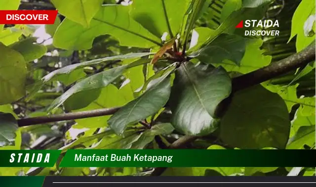 Temukan Manfaat Buah Ketapang yang Jarang Diketahui