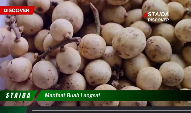 Temukan 7 Manfaat Buah Langsat yang Jarang Diketahui