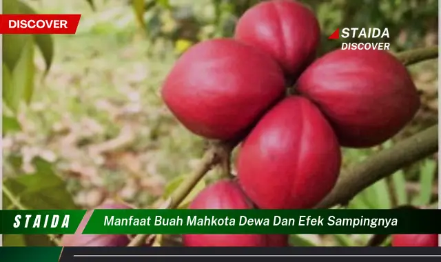 Ketahui 7 Manfaat & Efek Samping Buah Mahkota Dewa