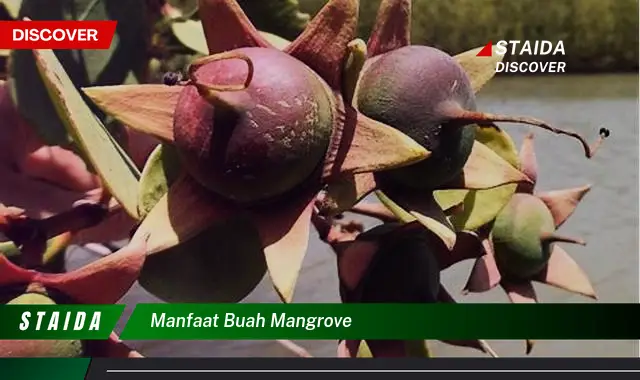 Ketahui 5 Manfaat Buah Mangrove Bagi Kesehatan