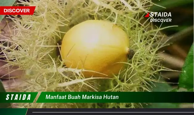 Temukan Manfaat Buah Markisa Hutan yang Jarang Diketahui