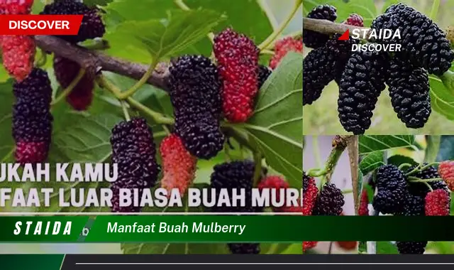 Ungkap Manfaat Buah Mulberry yang Tak Terduga dan Jarang Diketahui