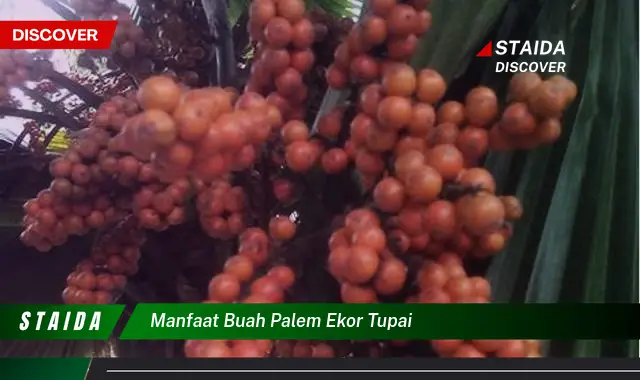 Ketahui 10 Manfaat Buah Palem Ekor Tupai untuk Kesehatan dan Kecantikan