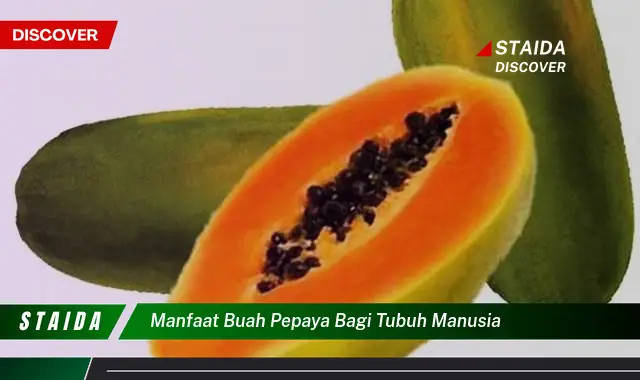 Ketahui 8 Manfaat Buah Pepaya Bagi Tubuh Manusia, Dari Pencernaan Hingga Kecantikan