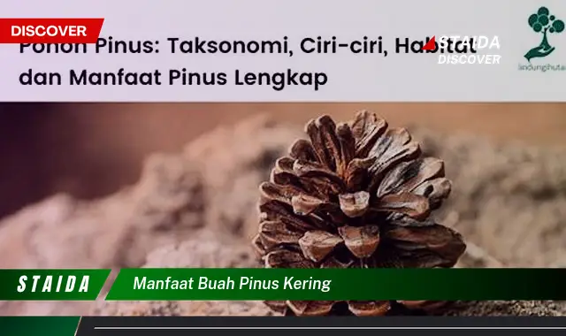 Ketahui 8 Manfaat Buah Pinus Kering untuk Kesehatan dan Kecantikan