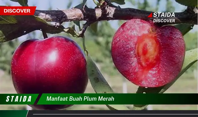 Manfaat Buah Plum Merah yang Jarang Diketahui, Wajib Anda Tahu!