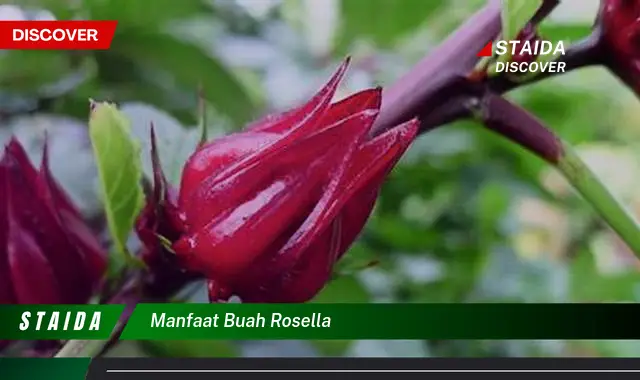 Temukan 7 Manfaat Buah Rosella yang Jarang Diketahui