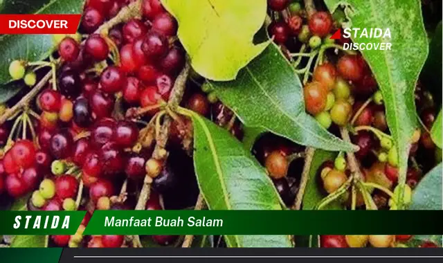 Temukan 7 Manfaat Buah Salam yang Jarang Diketahui