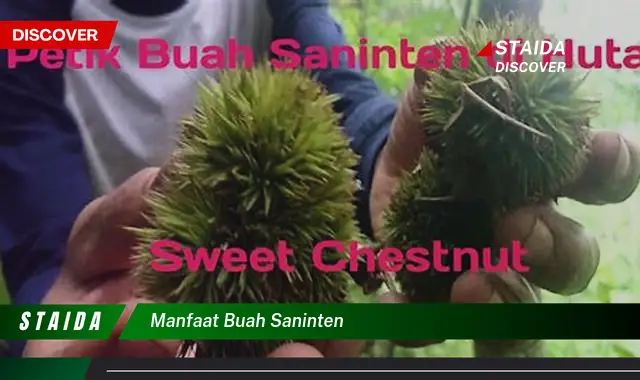 Ketahui 10 Manfaat Buah Saninten untuk Kesehatan Anda