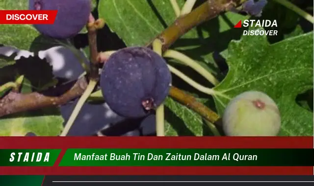 Temukan Manfaat Buah Tin dan Zaitun dalam Al Quran yang Anda Harus Tahu