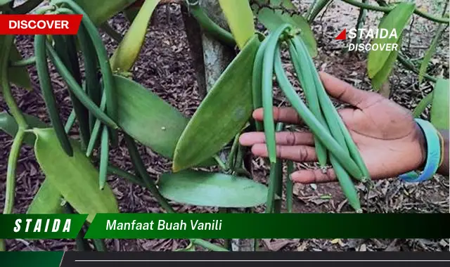 Ketahui 9 Manfaat Buah Vanili untuk Kesehatan dan Kecantikan Anda