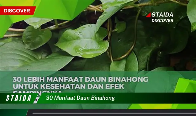 30 manfaat daun binahong