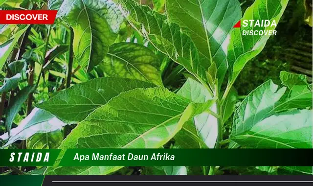 Temukan 7 Manfaat Daun Afrika yang Jarang Diketahui