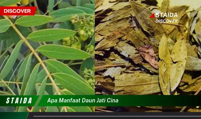 Temukan Manfaat Daun Jati Cina yang Jarang Diketahui