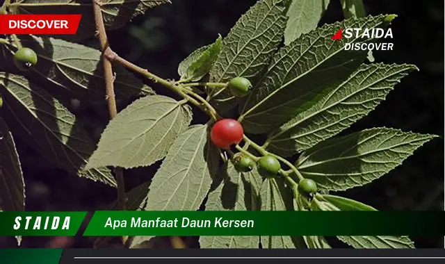 Temukan Rahasia Manfaat Daun Kersen yang Jarang Diketahui