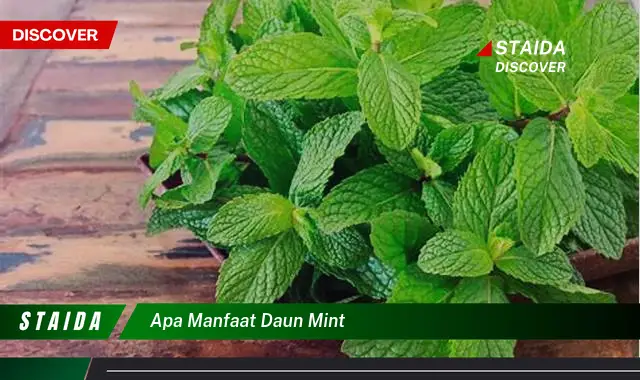 7 Manfaat Daun Mint yang Jarang Diketahui