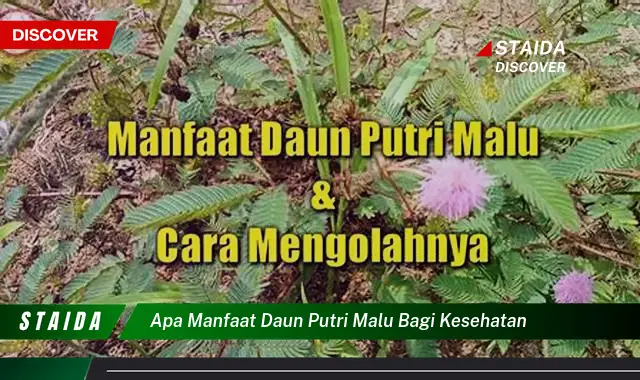 Temukan 7 Manfaat Daun Putri Malu yang Jarang Diketahui